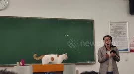 Cat takes over the voice from teacher in Chinese university classroom