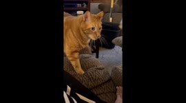 Cat almost gags its eyes out after taking a scent of Hamburger Pie *Hilarious*