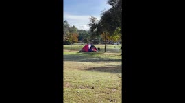 Butt out! Shocked camper removes wild deer from his tent