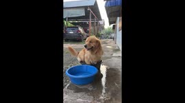 Golden Retriever puppy cools off in water basin on hot day in Thailand