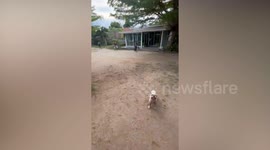 Playful pet dog pushes balloon into air with nose