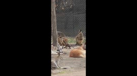 Terrifying Wallaby Makes An Appearance