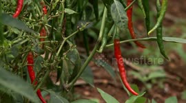 Rwandan chili farmers expect to explore Chinese market at import expo