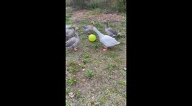 Geese Chase After Ball