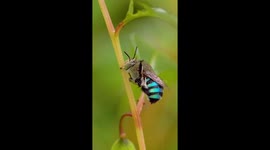 A Beautiful Blue Bee
