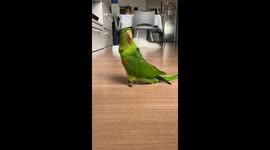 Parrot Adapts To Prosthetics