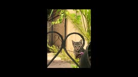 This Cat Got Some Moves!
