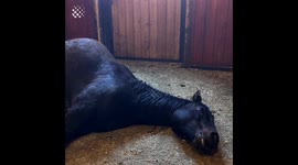 Horses Being Hilarious