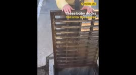 Baby Ducks Rescue