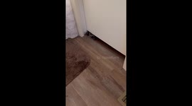 No Privacy When You Have a Kitten