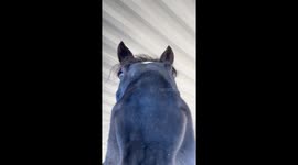 Sammi the Horse Grooms His Human