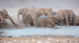 Elephant Mud Bath In Etosha