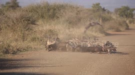 Vultures and Hyena Clean Carcass