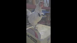 3D Printer Arms Chicken