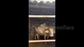 Dog and cow display unlikely friendship with cosy morning cuddles