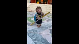 10-month-old Pika monkey dons batman shirt in Haiphong
