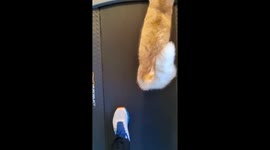 Fitness friends: Pet owner and cat try to outpace each other on treadmill
