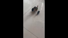 Anhui's singing parrot masters two-wheel stunts!