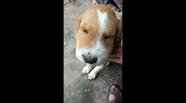 Dog's face swells up like Spoony from American comic strip following snake bite