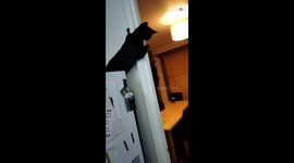 Black cats teasingly bam each other with their paws in a doorway *Hilarious*
