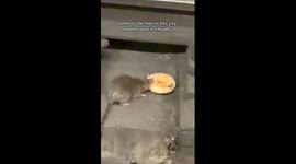 Chivalrous Rat Brings Partner A Donut