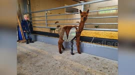 Alpaca foal with amputated leg gets prosthetic limb