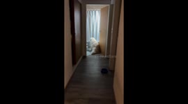 Oso takes matters into his own paws: a hilarious bath time request caught on camera