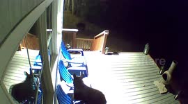 Black Bear Loses Balance On Adirondack Chairs