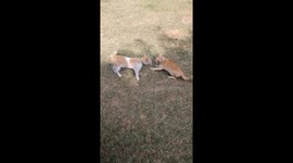 Clash of the Felines: Intense Cat Battle Erupts into Roaring Rivalry in the green open field