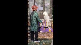 Charming scene in South Korea: elderly woman creates delightful seesaw experience for her pooch