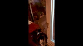 Bear raid: furry intruder swipes bird feeders while Carrie and Maine Coon look on