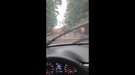 Canadian roadblock: majestic elk herd halts traffic in Montebello encounter
