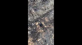 Wasp Follows Tarantula