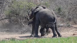 Young Elephants Practice Testing Their Strength