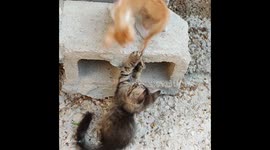 Tiny Paws, Big Fun: Adorable Kittens Playfully Frolic in Heartwarming Cat Capers