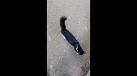 Gorgeous Tails and Whisker Wonders: The Elegance of a Lovely Cat