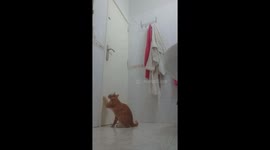 Clever Cat Opens Bathroom Door