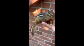 Nuts Galore: The Delightful Feast of a Beautiful Squirrel in a very beautiful friendly environment