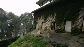 Wild Majesty: The Untamed Grace of a Lone Wolf at Darjeeling, India