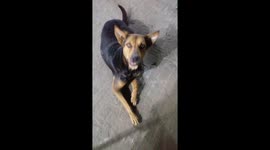 Paws and Unwind: The Grand Relaxation of a Big Dog which is my lovely dog with beautiful eyes