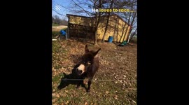 Pets Being Cute and Playing Around