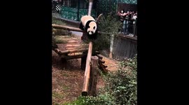 Viral Moments of Animals Misbehaving