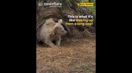 Rescued Circus Bear Wakes up from a Nap