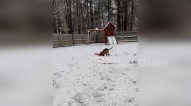 K9 Nova Lends a Paw with Snow Shoveling in Essex, Vermont, USA
