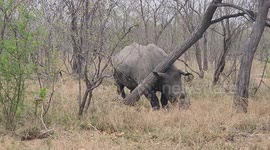 White Rhino Rubs Against Tree