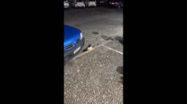 Distinguished Cat Sits Like Gentleman On Sidewalk