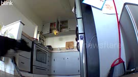 Dog Feasts From Opened Freezer