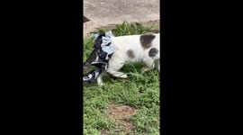 Rescuing A Cat Stuck In Plastic