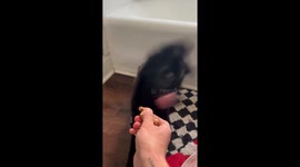 Ginger Causes Dog's Mixed Feelings