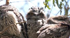Look at those huge yellow eyes!  Curious Tawny Frogmouth chick staring, rocking and cuddling dad.